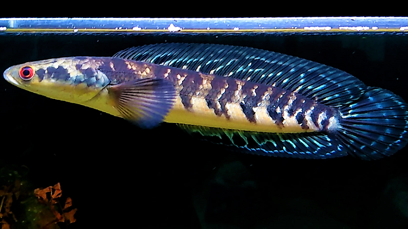 “Pesona Chana Sentarum: Ikan Ikonik Danau Sentarum yang Dicari Kolektor Dunia”